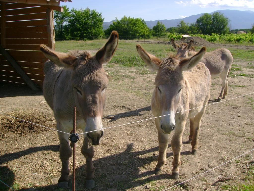 La Grange De Campaulise - A La Ferme - Hebergements - Mont Ventoux Farm stay *